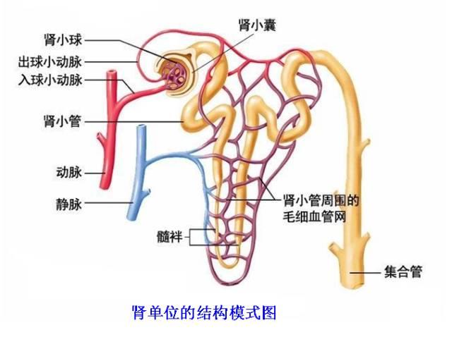 夜里起身去厕所的四种原因